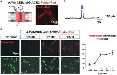 AAV8 vector induced gliosis following neuronal transgene expression